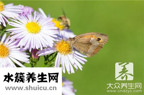 月經期間能喝菊花茶嗎