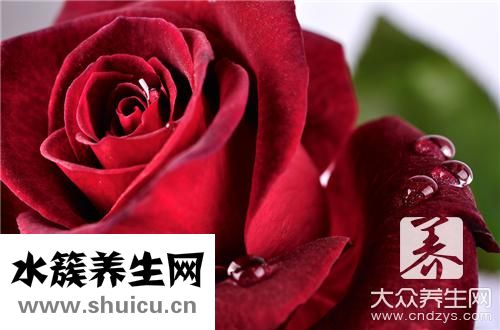 玫瑰花瓣可以什么