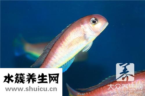魚肚子里黑膜是什么
