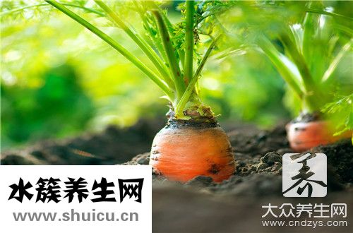 蔬菜放冰箱能放多久