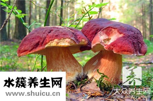 蘑菇營(yíng)養(yǎng)價(jià)值及功效