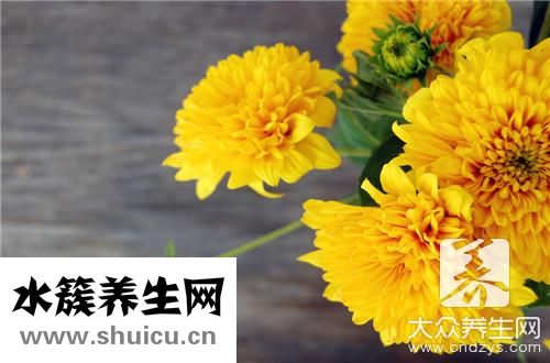 經(jīng)期可以喝菊花茶嗎