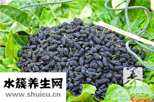 桑樹葉泡水喝注意