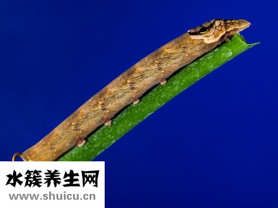 香蕉的營(yíng)養(yǎng)成分