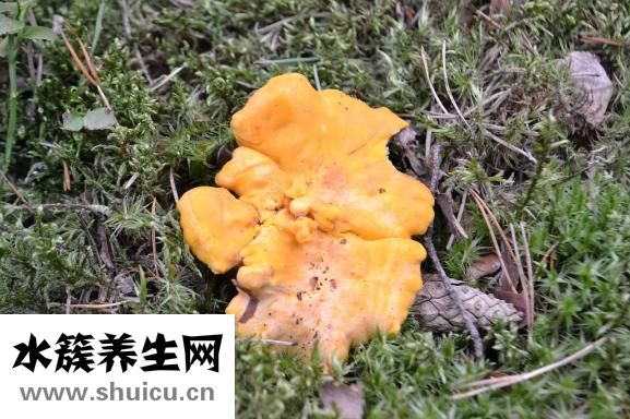 三七的正確吃法