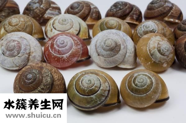 花螺要煮多久才熟