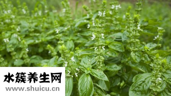 幽門螺旋桿菌危害