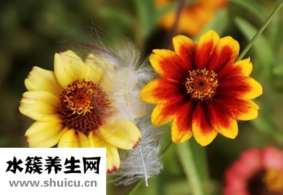 幽門螺旋桿菌危害