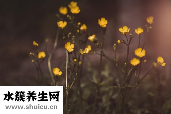 玫瑰痤瘡怎么治療