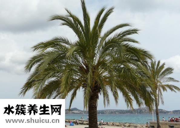 視黃醇棕櫚酸酯