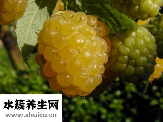 維他命的功效與作用