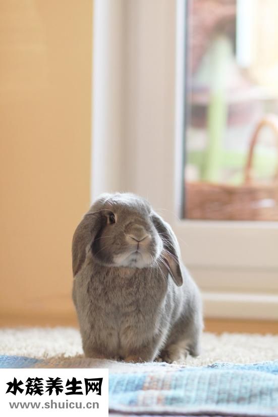 孕婦可以吃兔子肉嗎