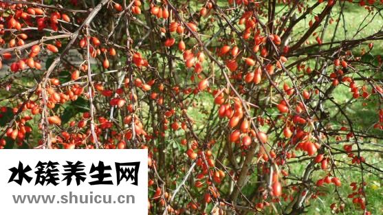 象牙的功效和作用