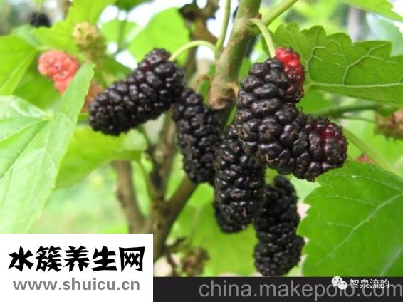 樹莓和桑葚一樣嗎