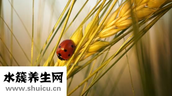 嬰兒吃手要不要阻止