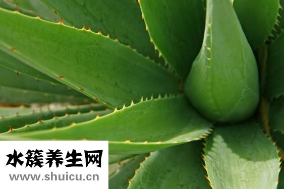 完美蘆薈膠真假辨別