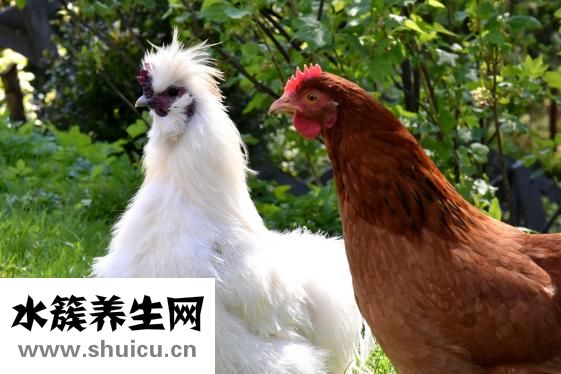 咸湯的做法大全