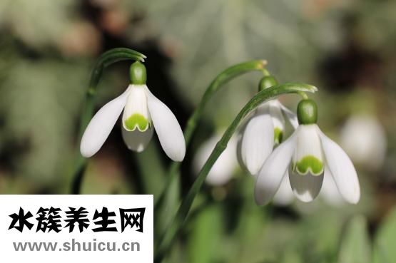 異常淋巴細(xì)胞