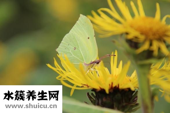 失眠會(huì)猝死嗎