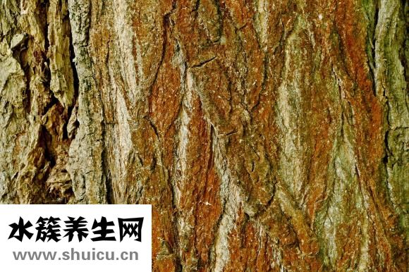 蘇子油的功效與作用