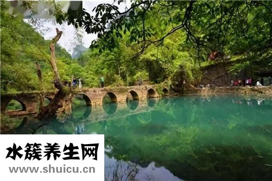 蘇子油的功效與作用