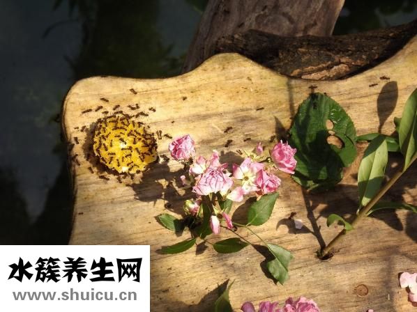 雙歧桿菌四聯(lián)活菌片