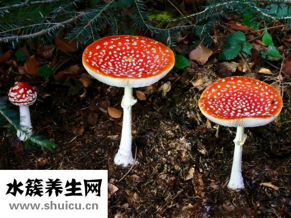 西芹怎么做好吃