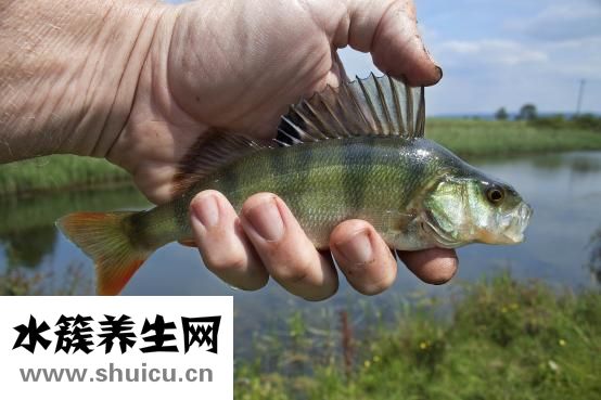 清蒸鯧魚的做法