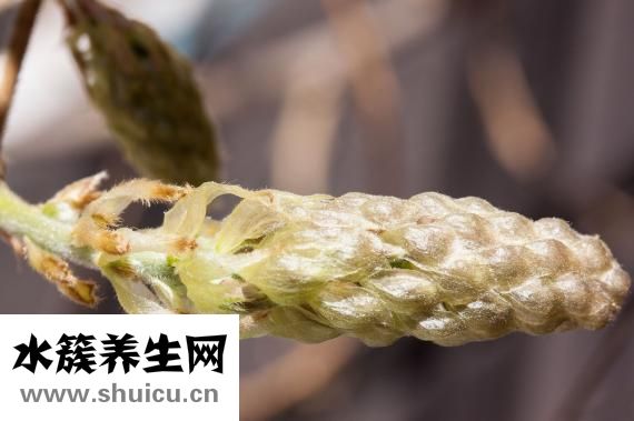 適合夏天種的花