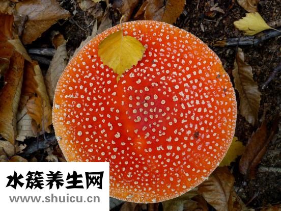 西芹怎么做好吃