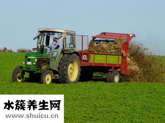 人參果的功效與作用