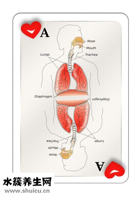 百合的功效與作用