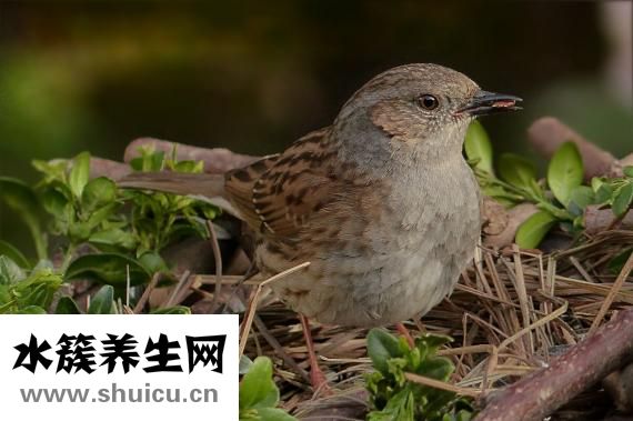 夏枯草的功效與作用