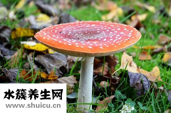 木耳的功效與作用