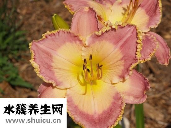 土茯苓的功效與作用