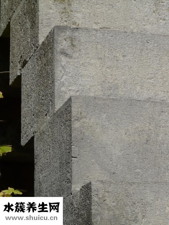 鬼針草的功效與作用