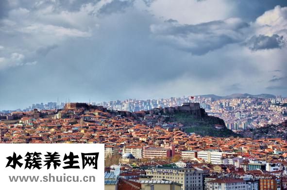 奇亞籽的功效與作用