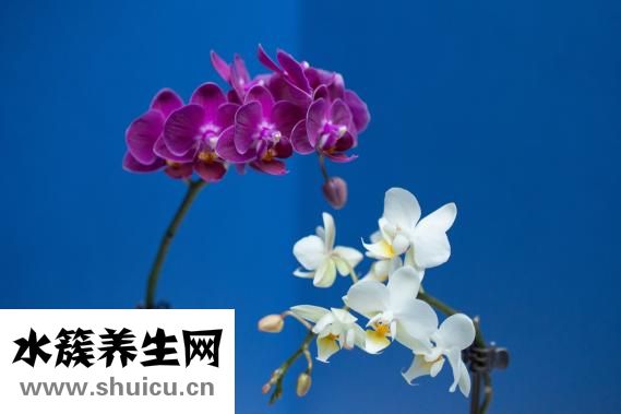 痔瘡是什么樣子的