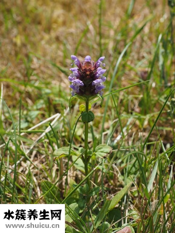 連翹的功效與作用