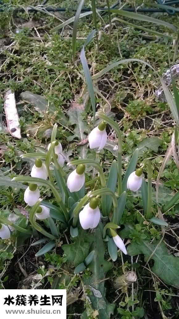 雪蓮果的正確吃法