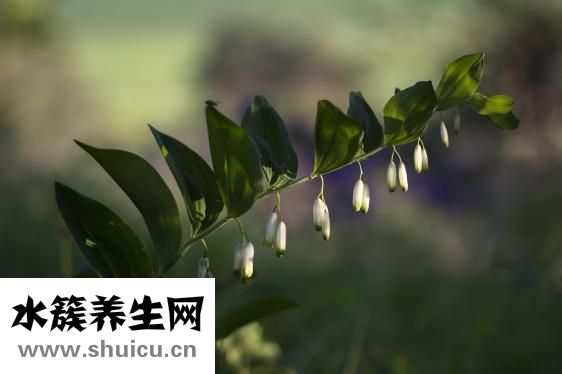 淋巴細胞比率偏低