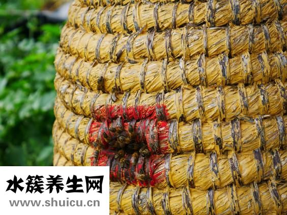 香菜的功效與作用