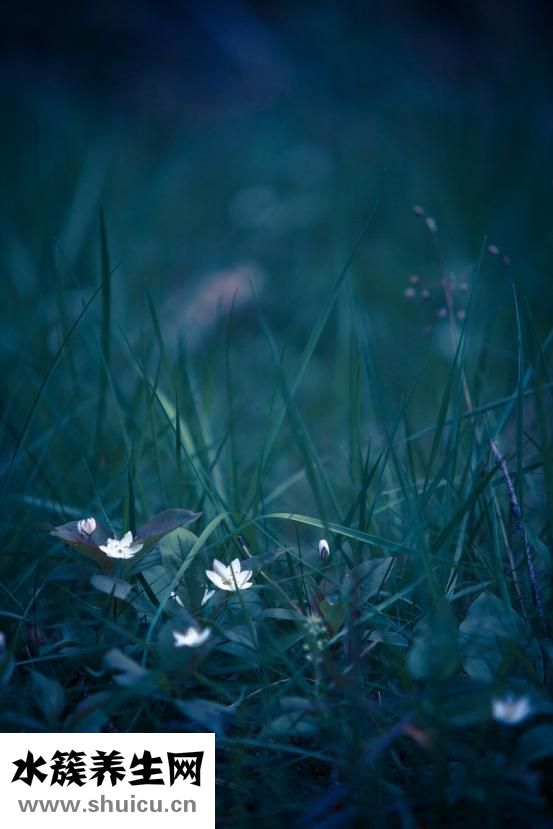 車前草的功效與作用