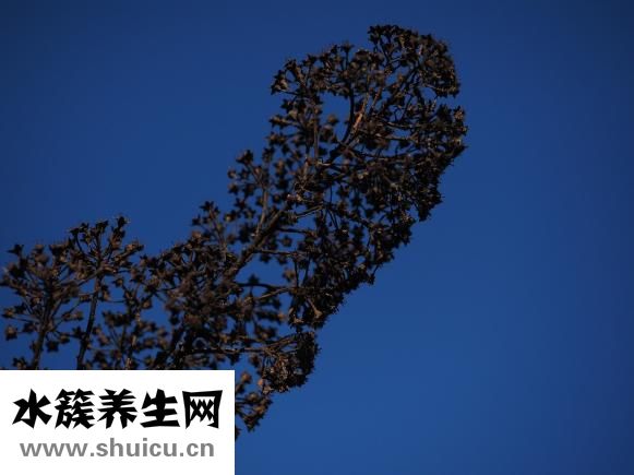 豆腐的做法大全