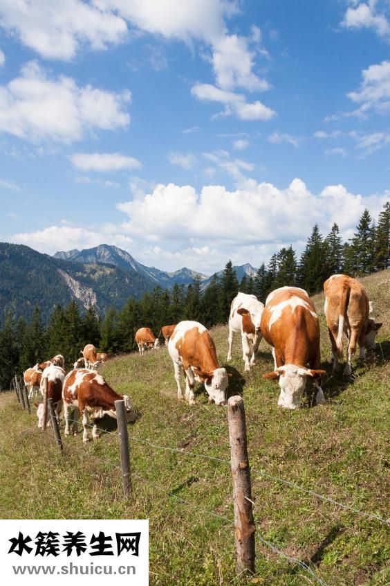 蒼術的功效與作用