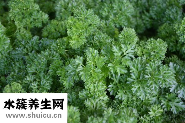 丹參的功效與作用