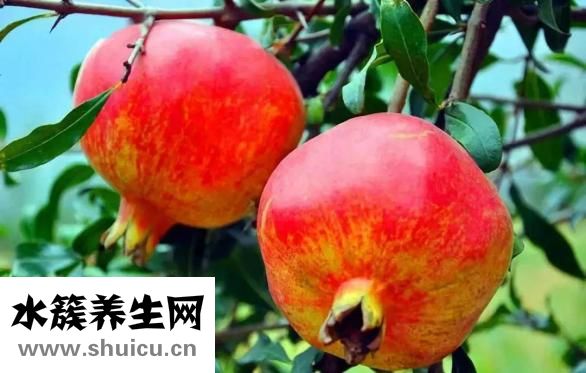 石榴籽能吃嗎