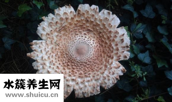 藜麥的功效與作用