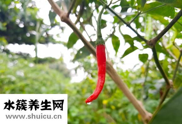 豆腐的做法大全