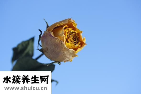 丹參的功效與作用